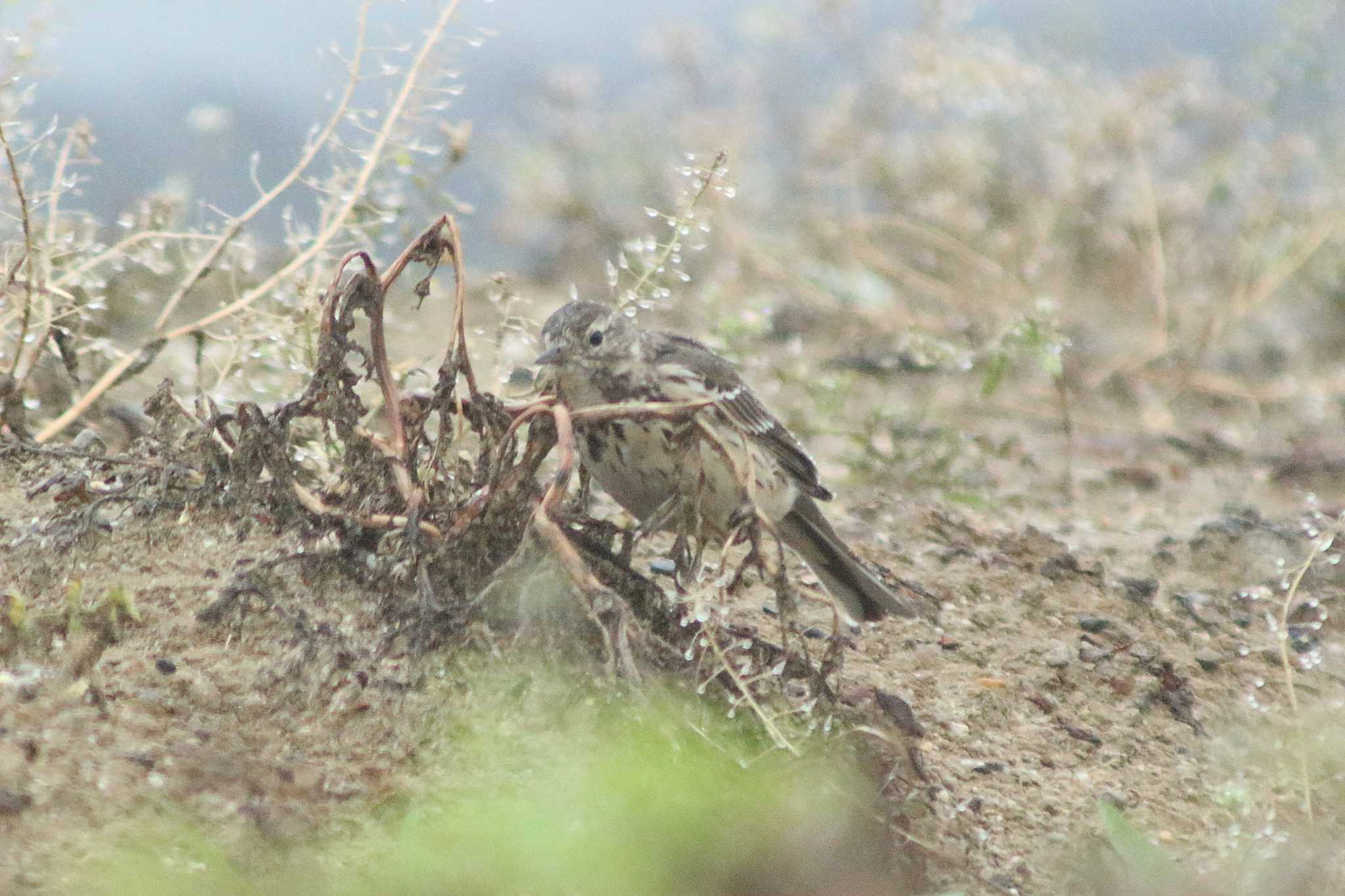 Photo of Water Pipit at 愛知県知多市社山１丁目 34°59'46.7" 136°53'22.6" by 佐藤 好生