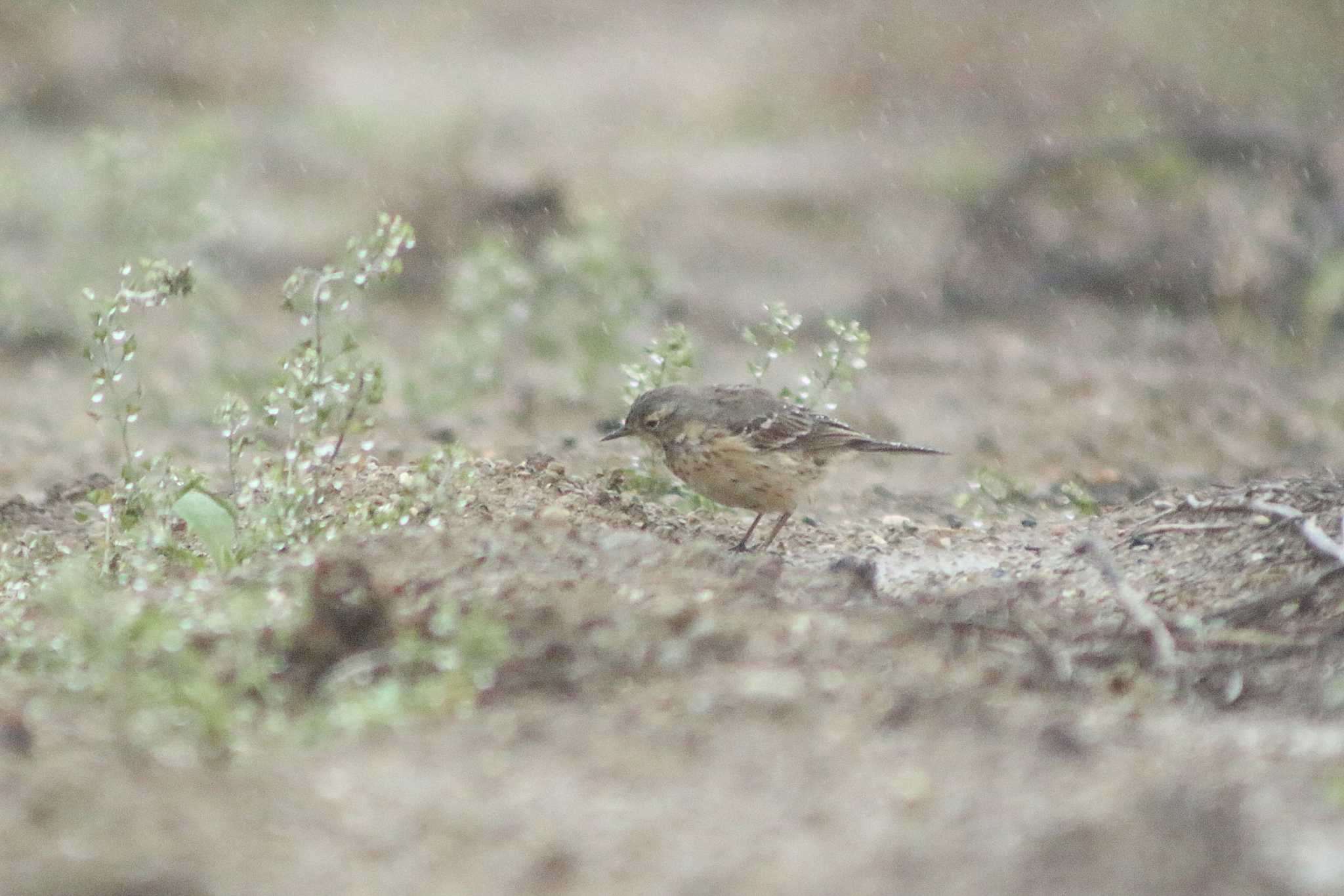 Water Pipit