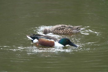 Northern Shoveler みやぞの野鳥の池 Sun, 4/4/2021