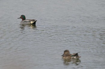 コガモ みやぞの野鳥の池 2021年4月4日(日)