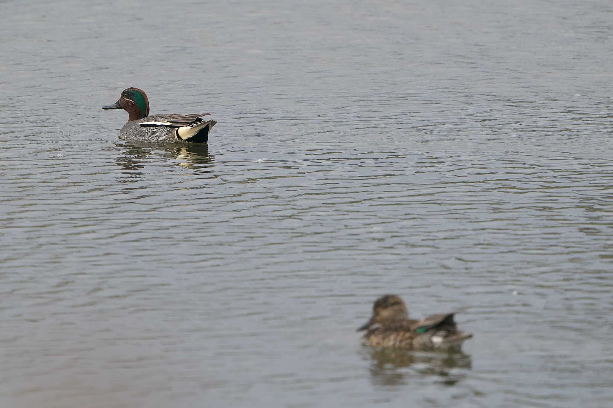 Eurasian Teal