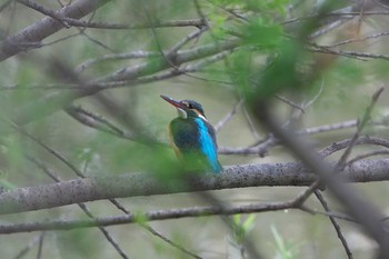 Sun, 4/4/2021 Birding report at みやぞの野鳥の池