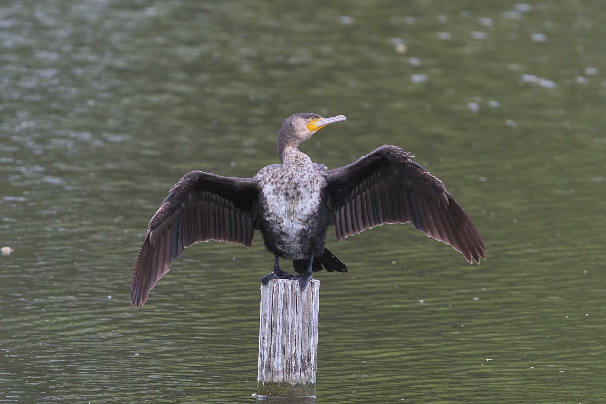 Photo of Great Cormorant at みやぞの野鳥の池 by エバーラスティン