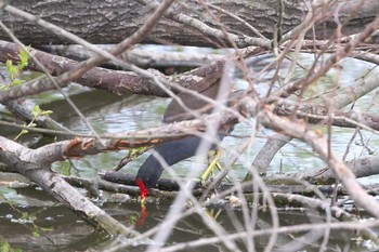 Common Moorhen みやぞの野鳥の池 Sun, 4/4/2021