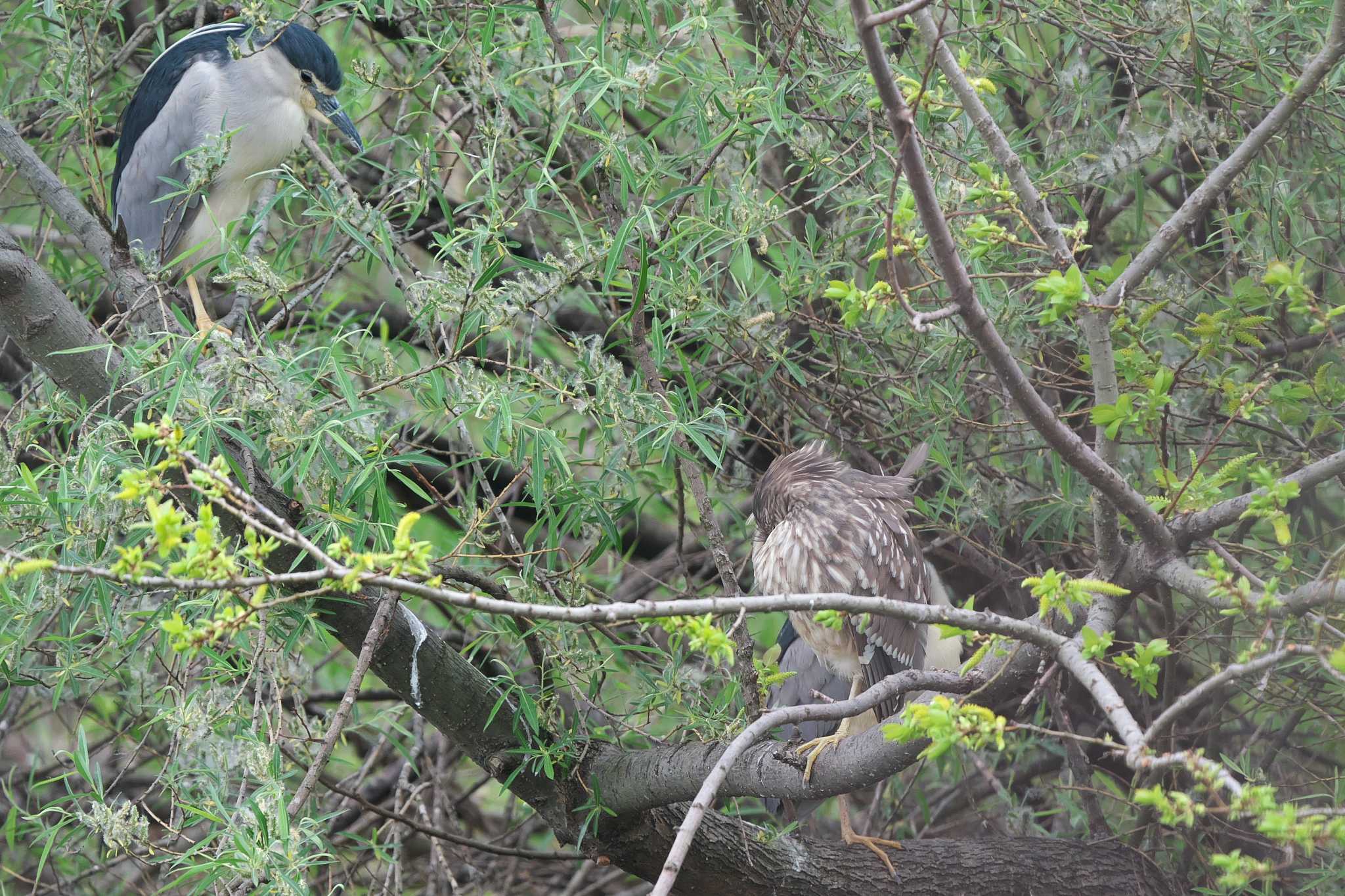 Black-crowned Night Heron