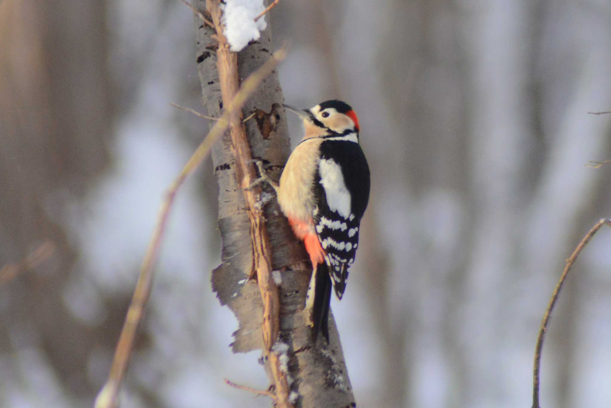 Great Spotted Woodpecker