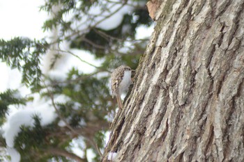 Tue, 12/29/2020 Birding report at 野幌森林公園