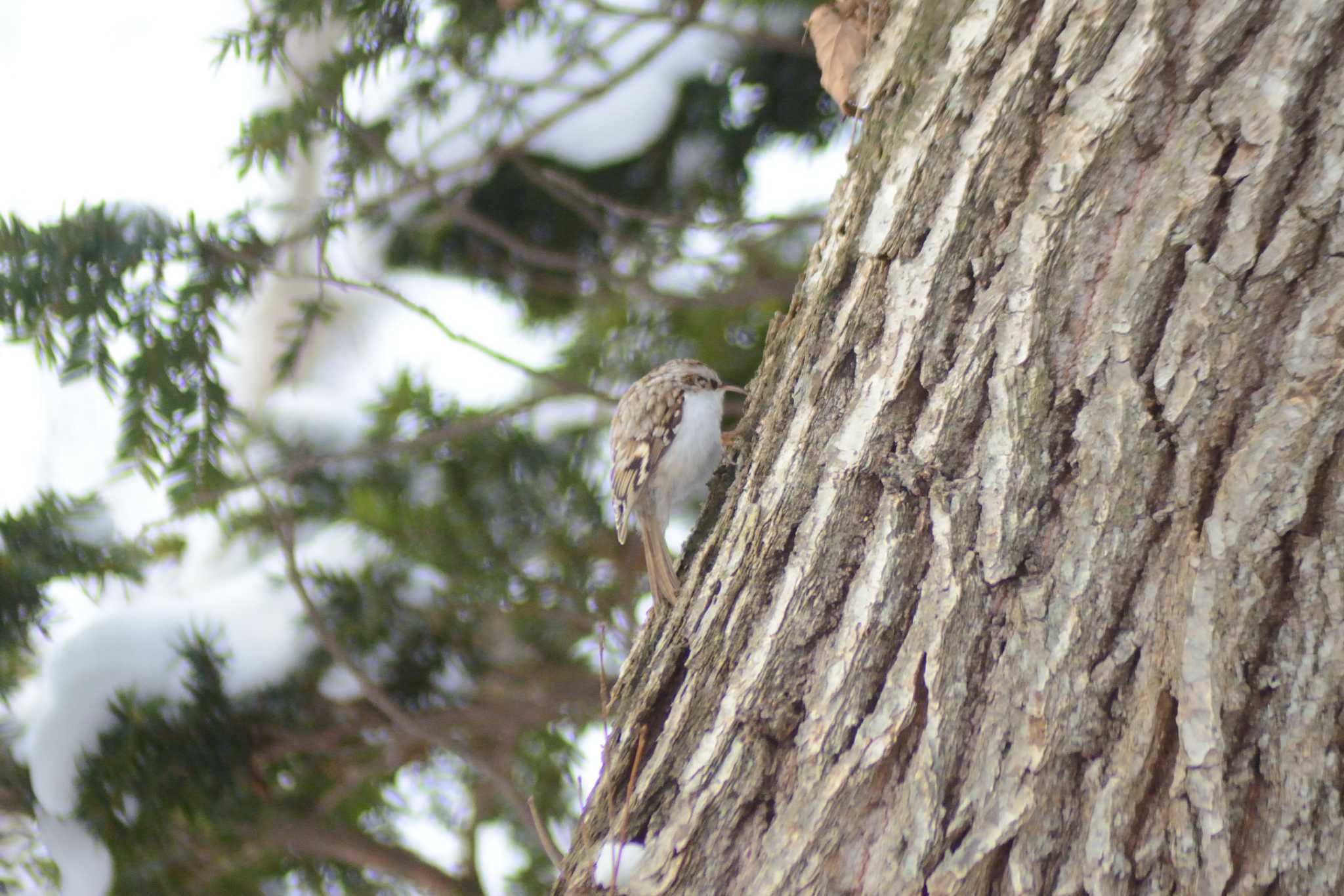 Eurasian Treecreeper