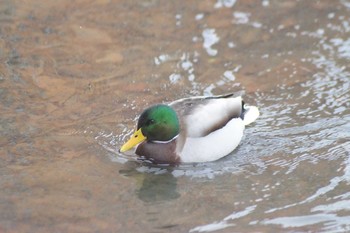 2020年12月29日(火) 中島公園の野鳥観察記録