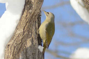 Wed, 12/30/2020 Birding report at 岩見沢市