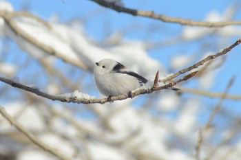 シマエナガ 真駒内公園 2021年1月2日(土)