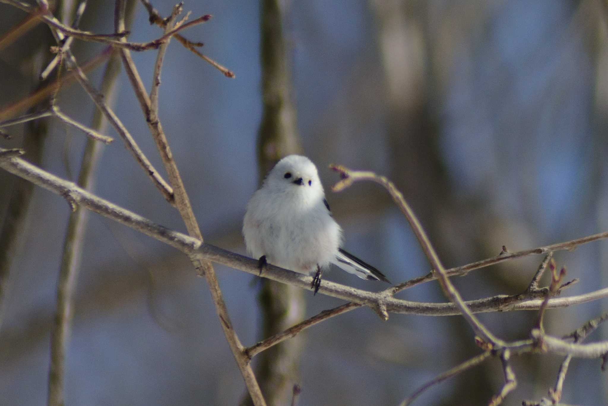 Photo of Long-tailed tit(japonicus) at 栗山町 by た～