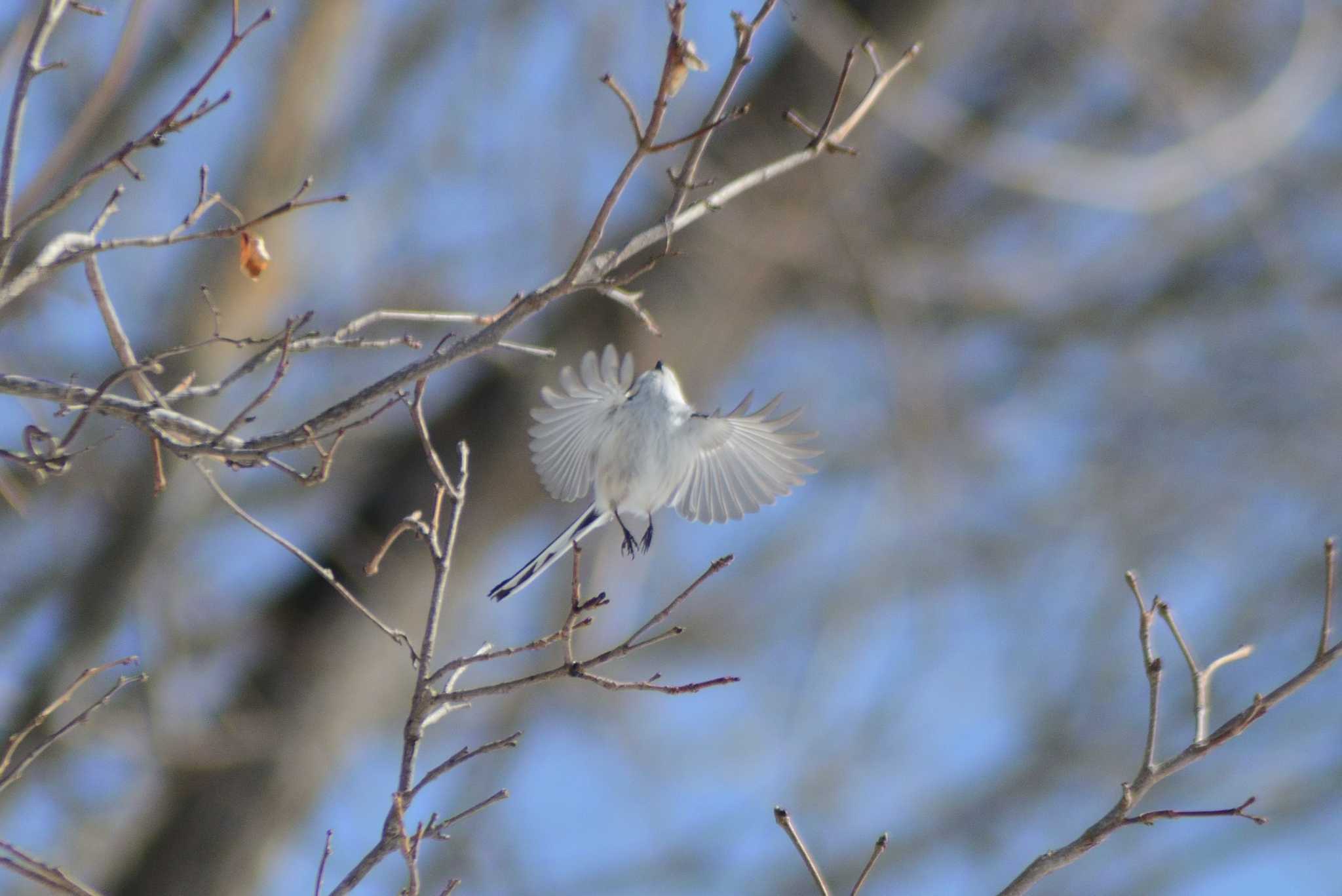 Long-tailed tit(japonicus)