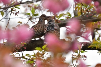 2021年4月4日(日) 長浜公園の野鳥観察記録