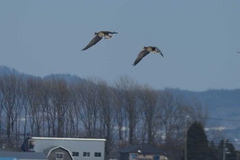 Sat, 3/13/2021 Birding report at 千歳市