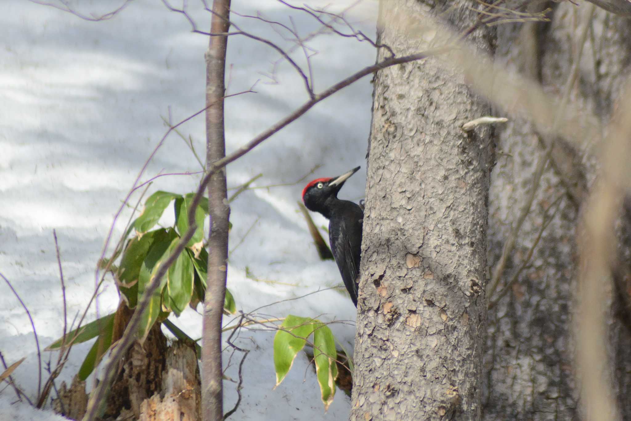 Black Woodpecker