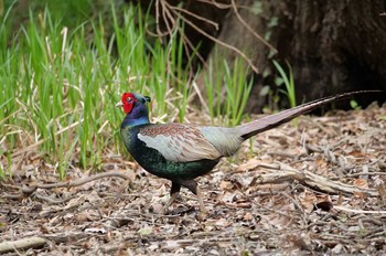 キジ 秋ヶ瀬公園 2021年4月3日(土)