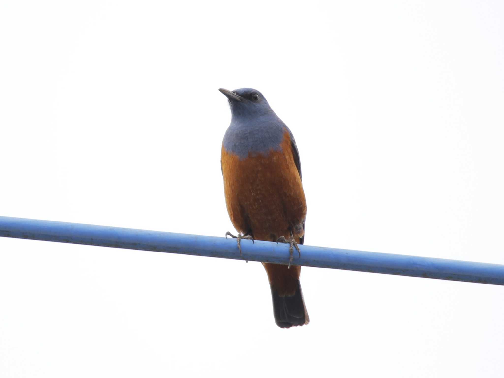 Blue Rock Thrush