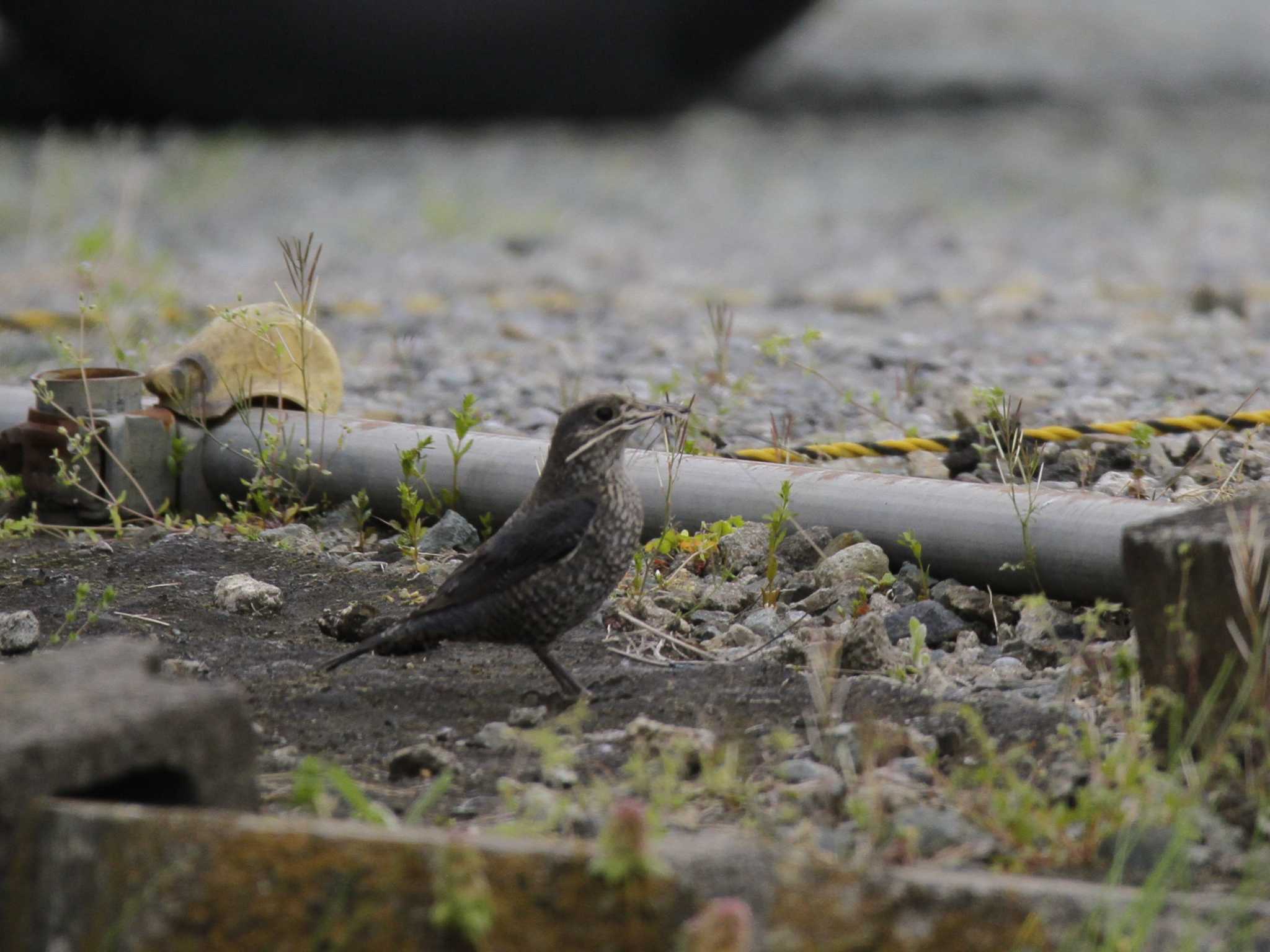 Blue Rock Thrush