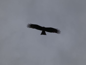 Black Kite 肝属川河口 Sat, 4/3/2021