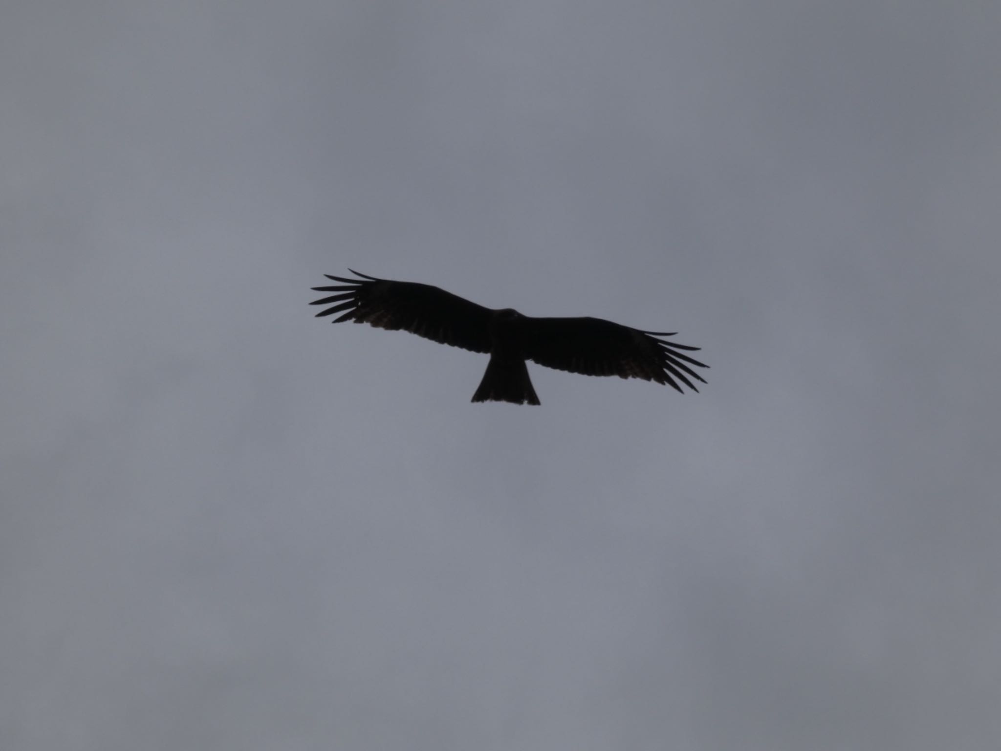 Photo of Black Kite at 肝属川河口 by  nyaonyao