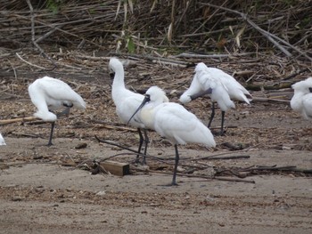 Black-faced Spoonbill 肝属川河口 Sat, 4/3/2021