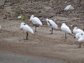 Black-faced Spoonbill 肝属川河口 Sat, 4/3/2021