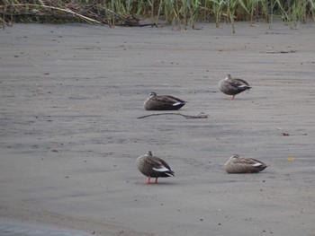 Unknown Species 肝属川河口 Sat, 4/3/2021