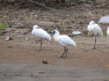 Black-faced Spoonbill 肝属川河口 Sat, 4/3/2021