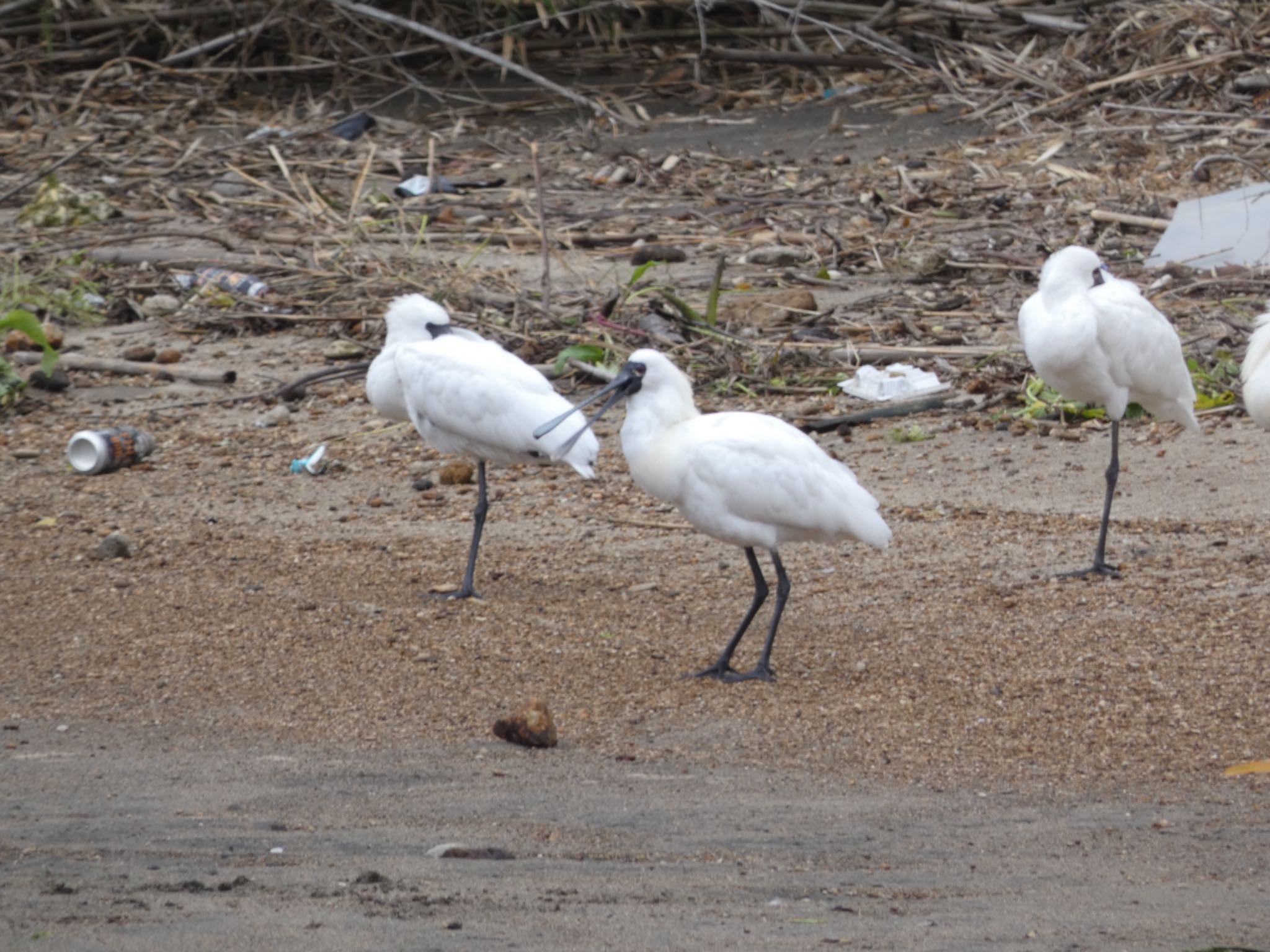 Photo of Black-faced Spoonbill at 肝属川河口 by  nyaonyao