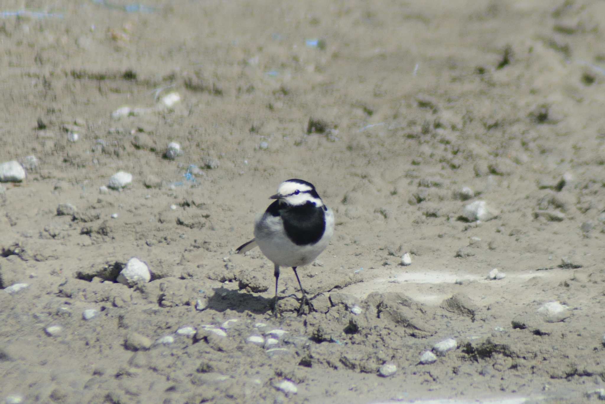 White Wagtail