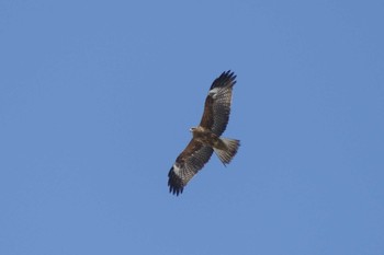 2021年3月20日(土) 栗山町の野鳥観察記録