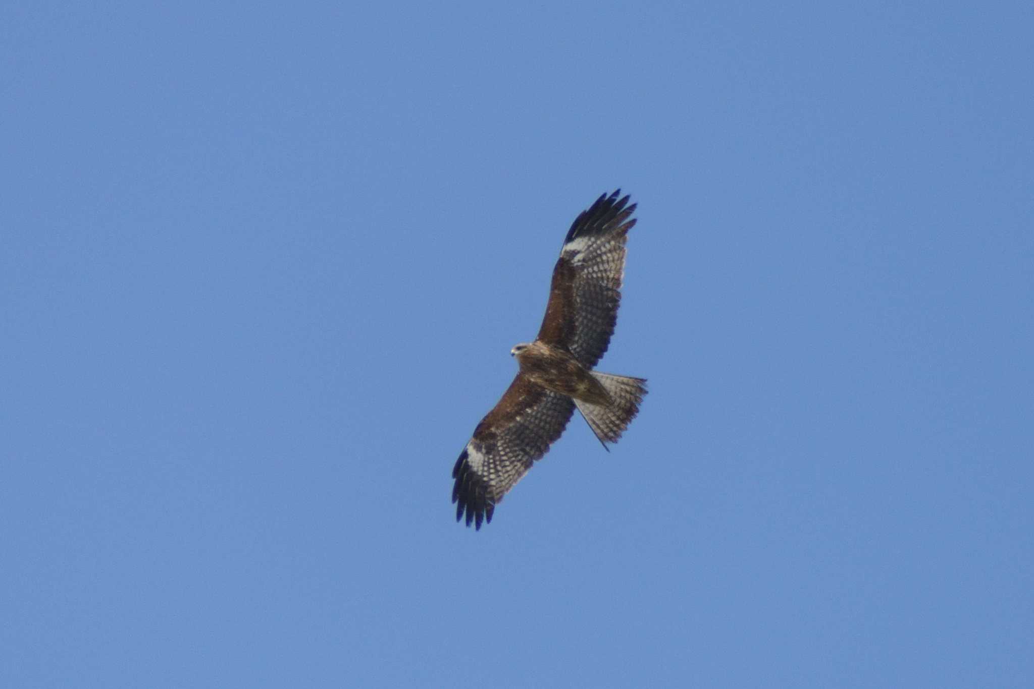 Black Kite