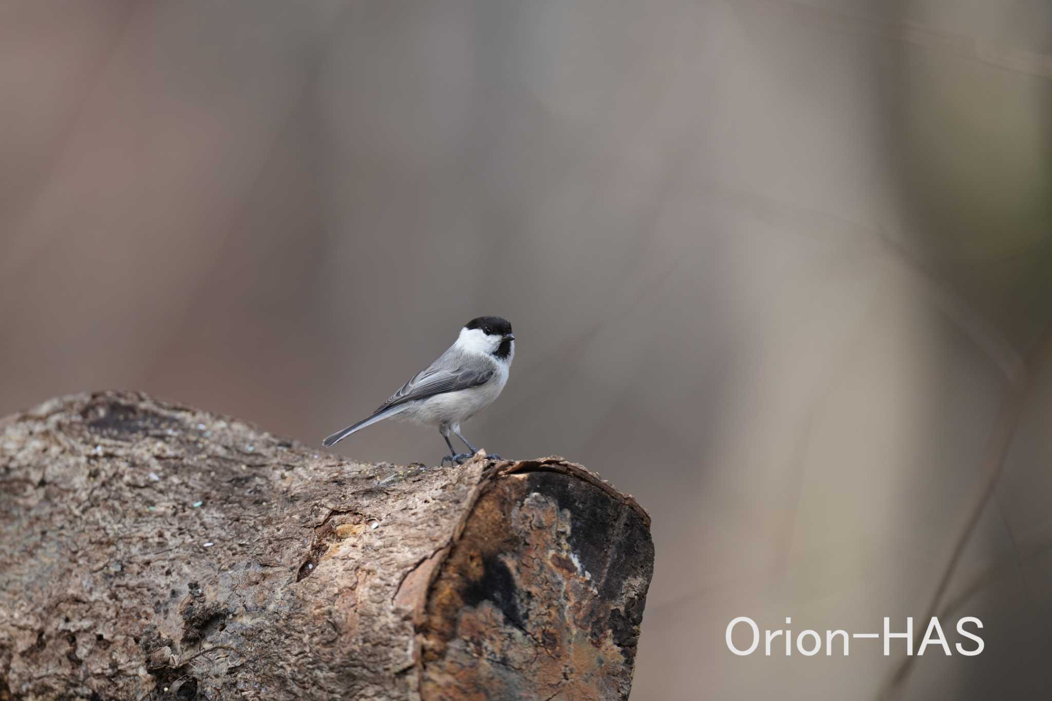 前の画像の元画角画像　SONY α１ +  FE 600mm F4 GM OSS　600mm　JPEG撮影 by Orion-HAS