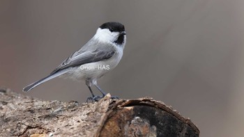 Willow Tit 埼玉県 Thu, 4/1/2021