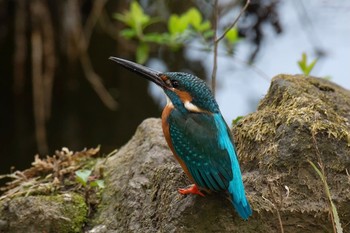 カワセミ 場所が不明 2021年4月4日(日)