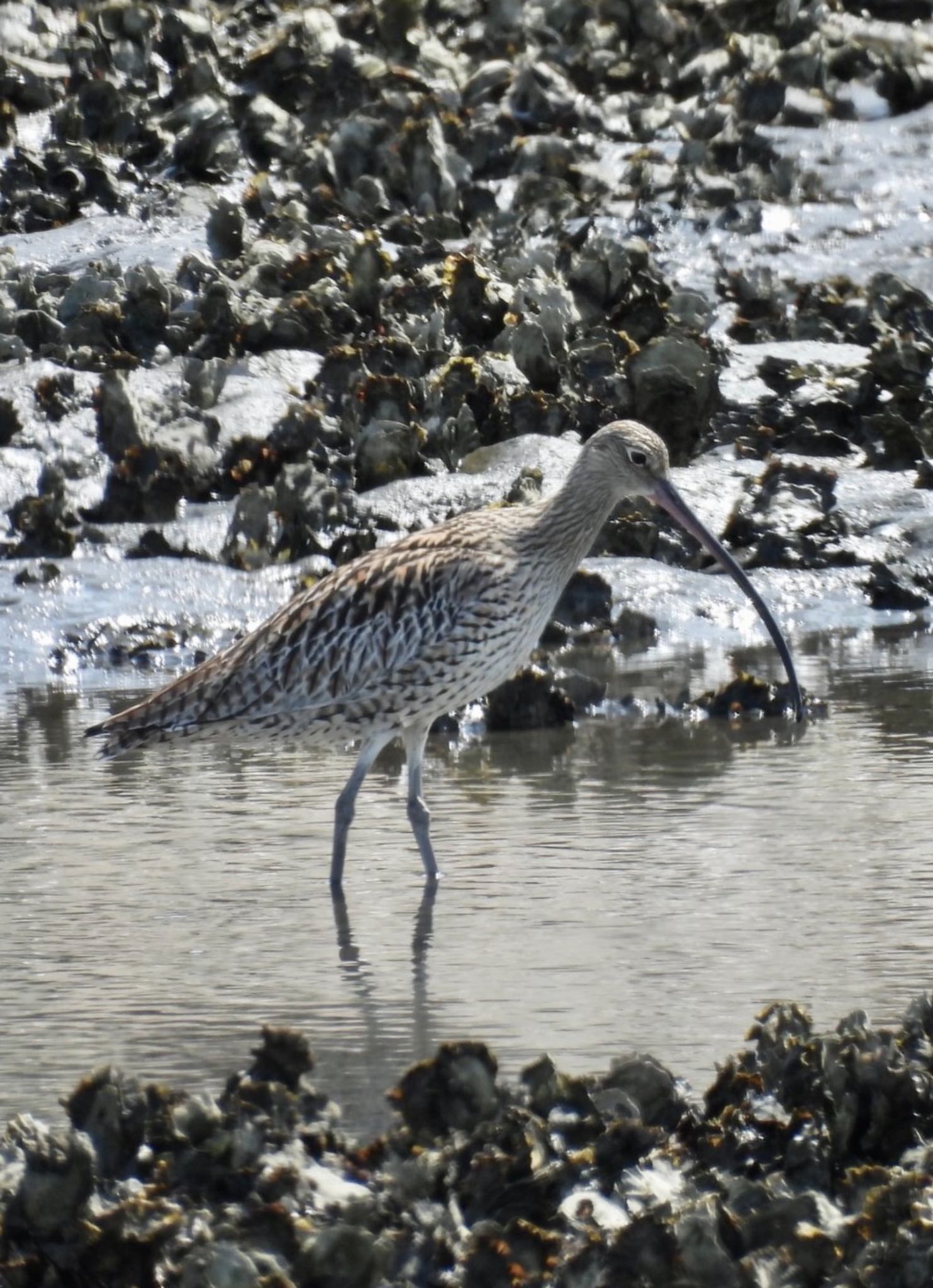 葛西臨海公園 ホウロクシギの写真 by sota