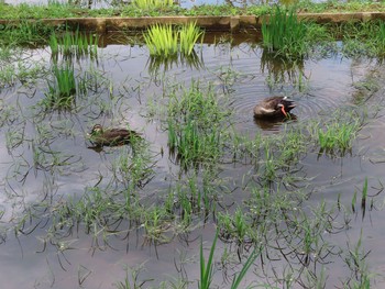 カルガモ 薬師池公園 2021年4月2日(金)