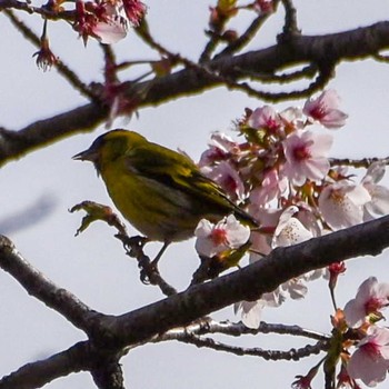 マヒワ 裏高尾 2021年4月3日(土)