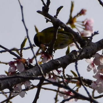 マヒワ 裏高尾 2021年4月3日(土)