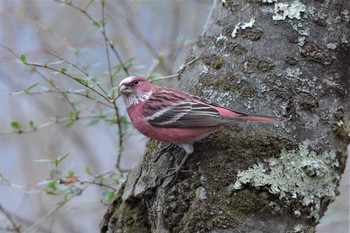 2021年4月3日(土) 埼玉県民の森の野鳥観察記録