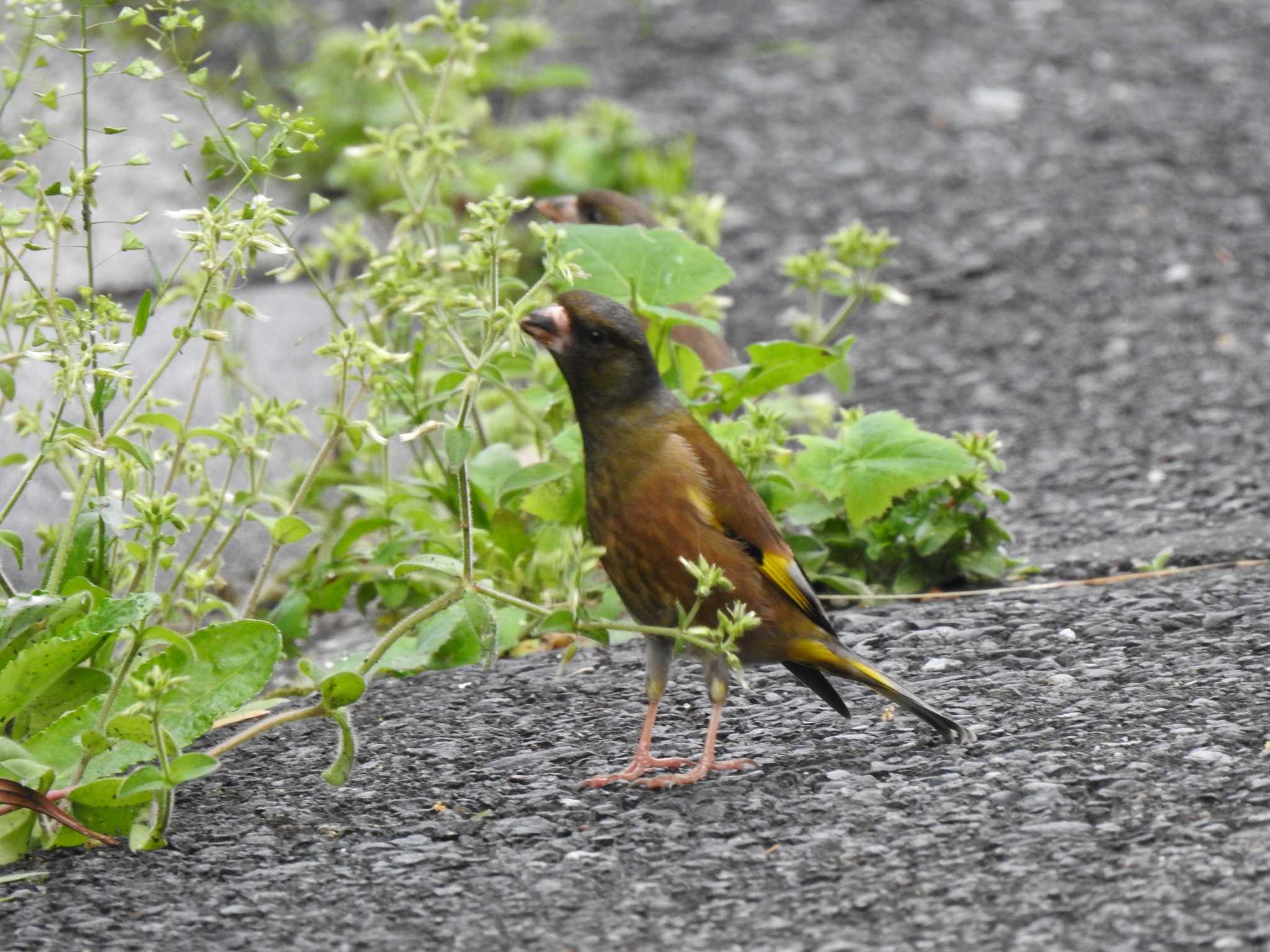 カワラヒワ