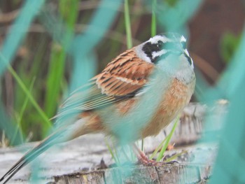 Meadow Bunting 砂川堀北野調整池 Mon, 4/5/2021