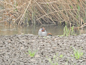 Eurasian Teal 砂川堀北野調整池 Mon, 4/5/2021