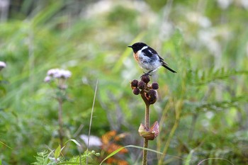 Amur Stonechat 長野県 Sun, 8/9/2020