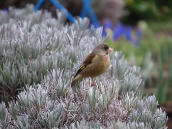 Grey-capped Greenfinch 河口湖北岸(大石公園) Sun, 4/4/2021