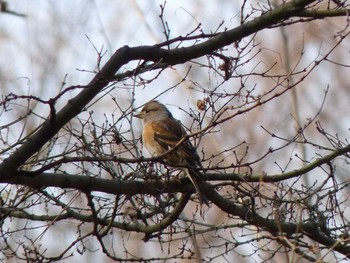 Brambling Nagai Botanical Garden Thu, 2/16/2017