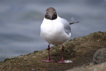 2021年4月4日(日) 東京都の野鳥観察記録