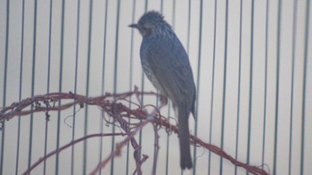 Brown-eared Bulbul 自宅庭 Mon, 4/5/2021