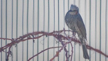 Brown-eared Bulbul 自宅庭 Mon, 4/5/2021